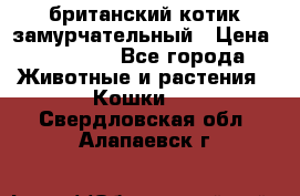 британский котик замурчательный › Цена ­ 12 000 - Все города Животные и растения » Кошки   . Свердловская обл.,Алапаевск г.